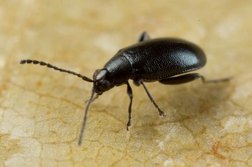 Réf. 243 745 : Phyllotreta consobrina